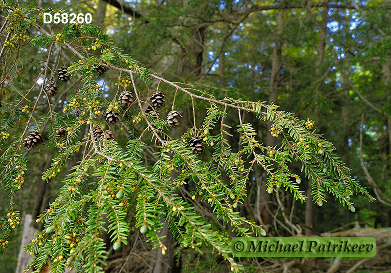 Eastern Hemlock (Tsuga canadensis)